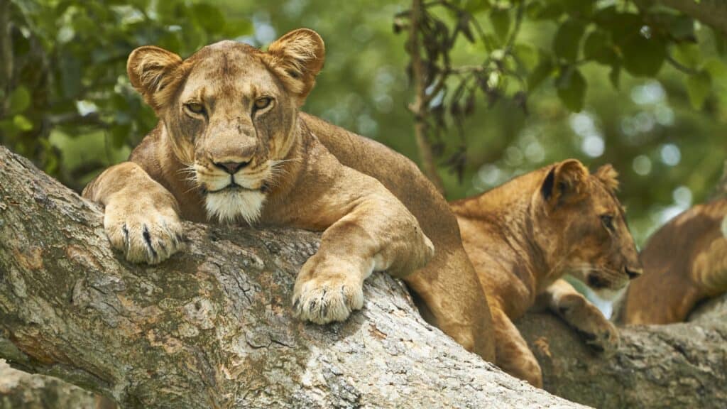 Cubs in Queen Elizabeth National Park