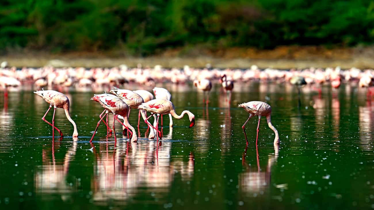 Lake Bogoria