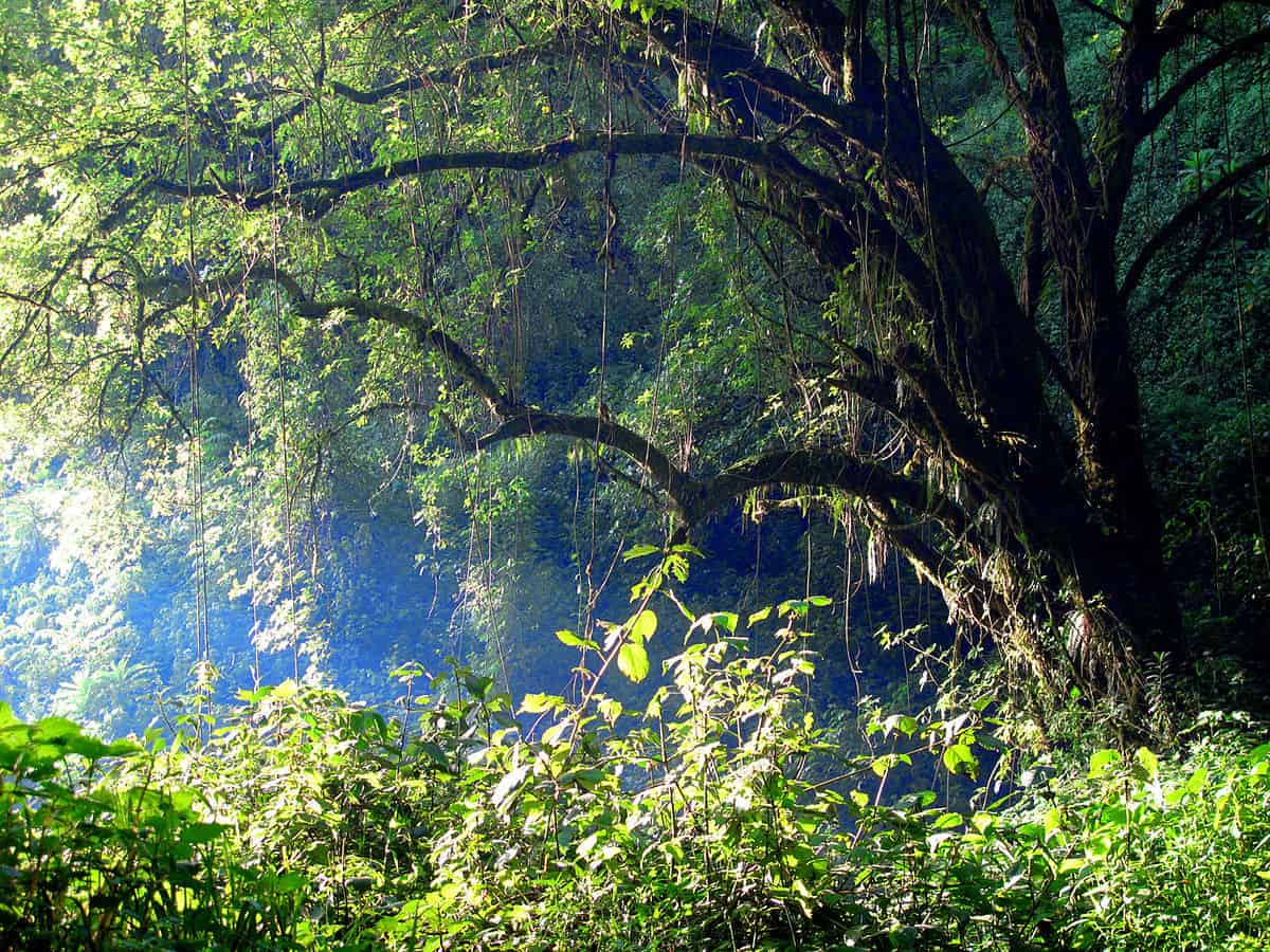 Mount Elgon Forest