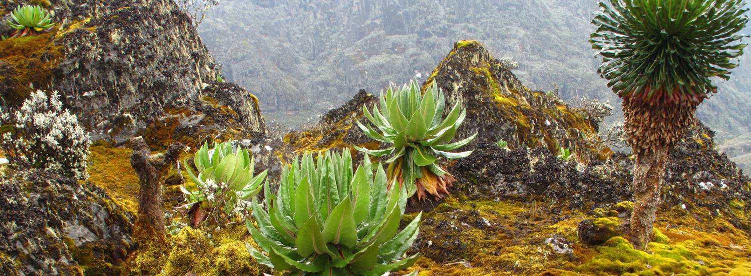 Mount Rwenzori climb