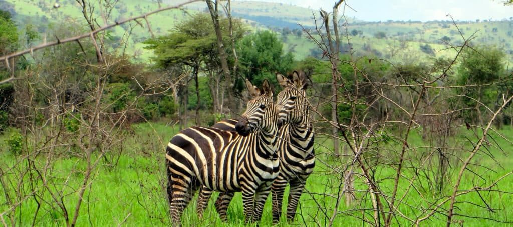 Akagera National park