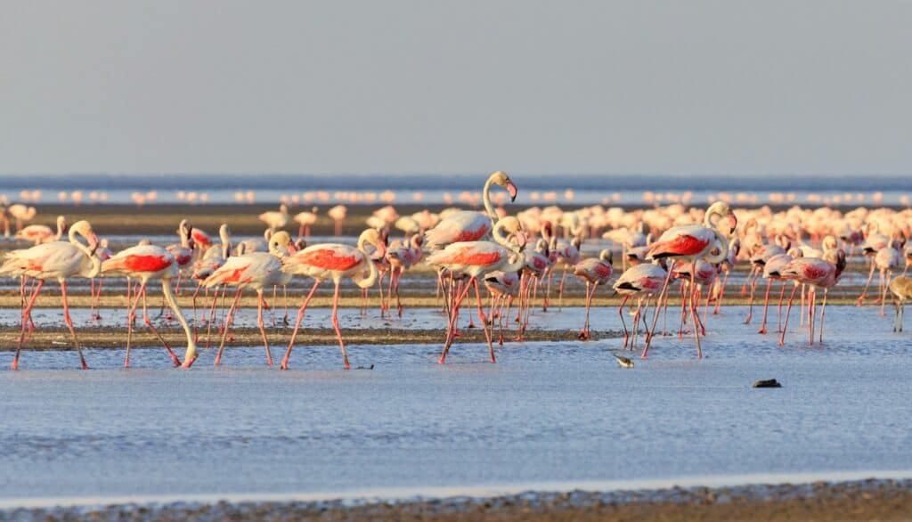 Lake Natron