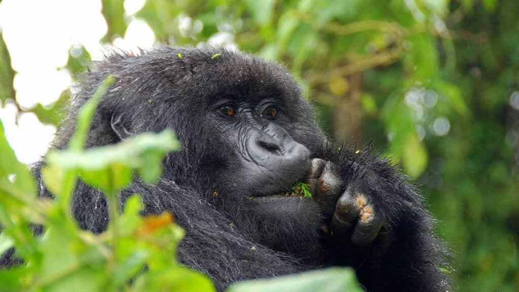 Mountain gorillas