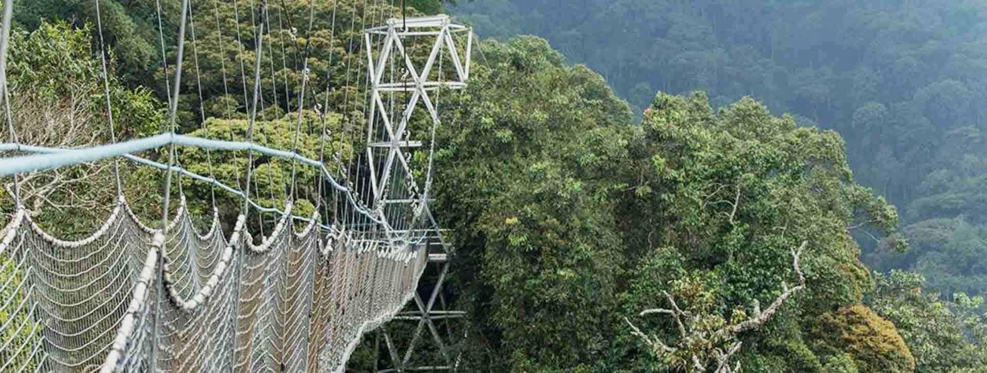 Nyungwe Forest National Park