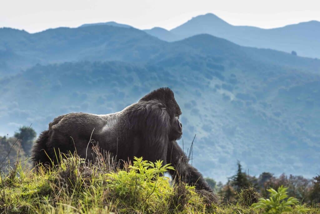 Volcanoes National Park Rwanda