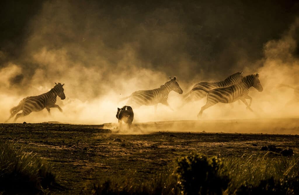 predator chasing the prey during the wildebeest migration