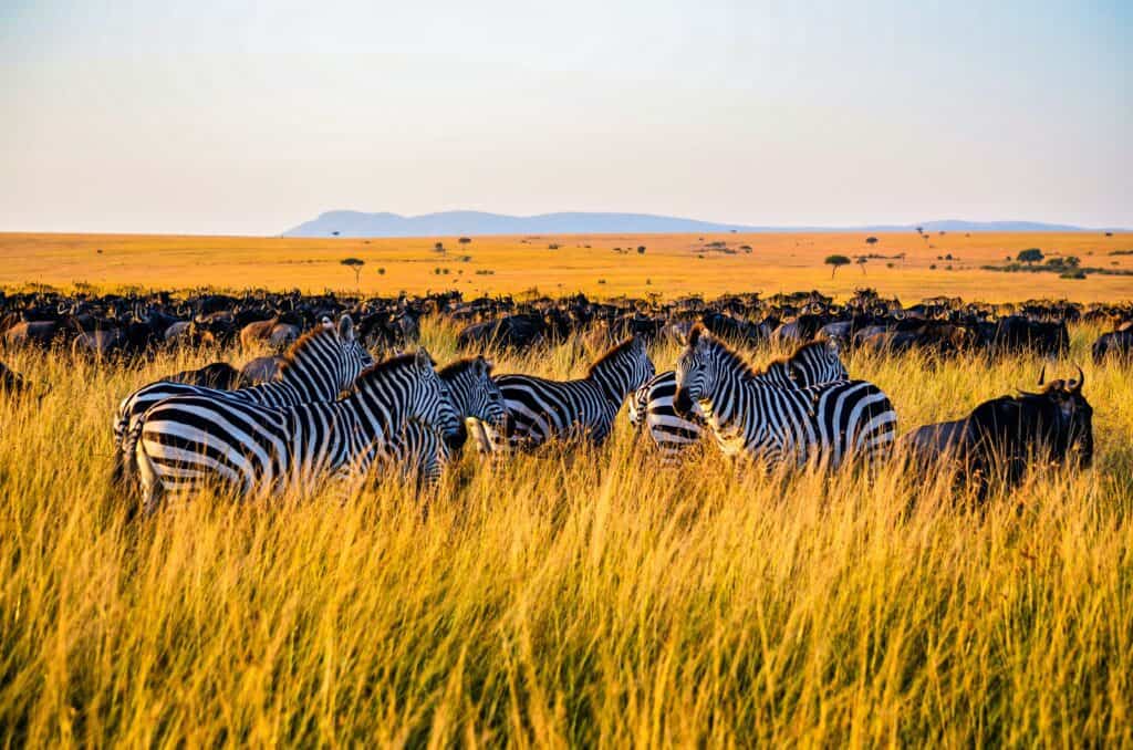 zebras in Ngorongoro during the wildeebest migration