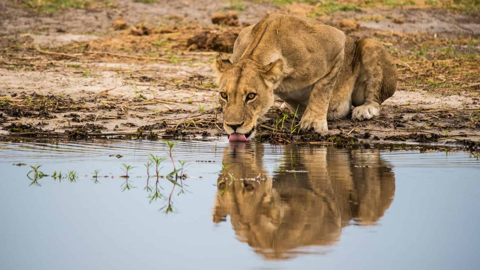 Lion drinking water in Ngorongoro