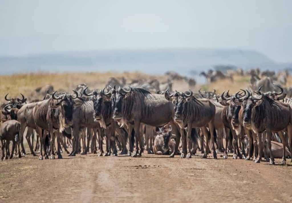 calving ndutu area