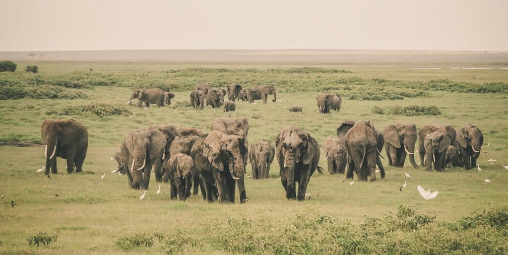 Elephants in Ngorongoro