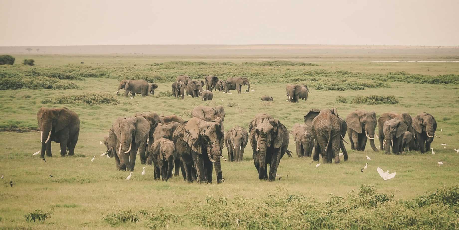 Elephants in Ngorongoro