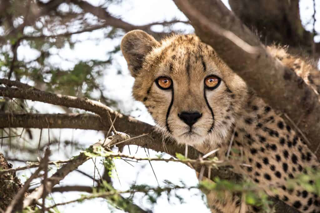 Leopards in Serengeti