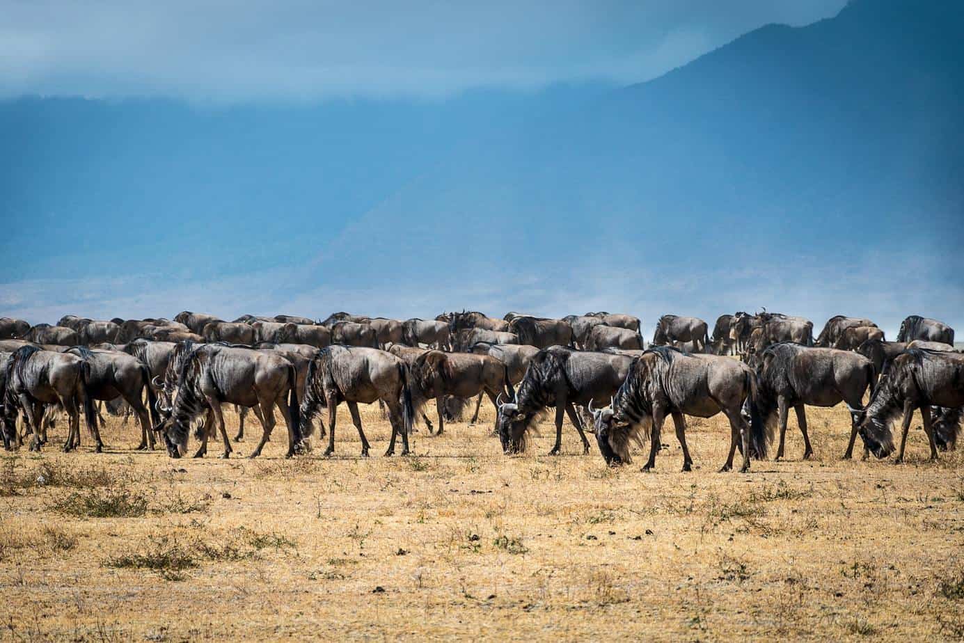 Wildeebest in Ndutu area