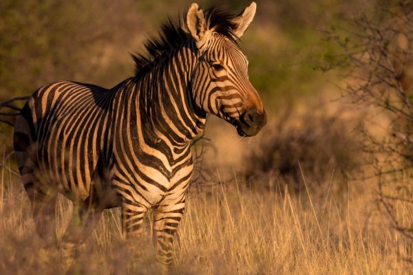 Zebra during the 5 Days Tanzania Photographic Camping Safari