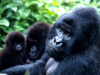 Gorilla beringei Mountain gorilla