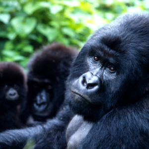 Gorilla beringei Mountain gorilla