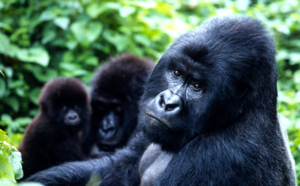 Gorilla beringei Mountain gorilla