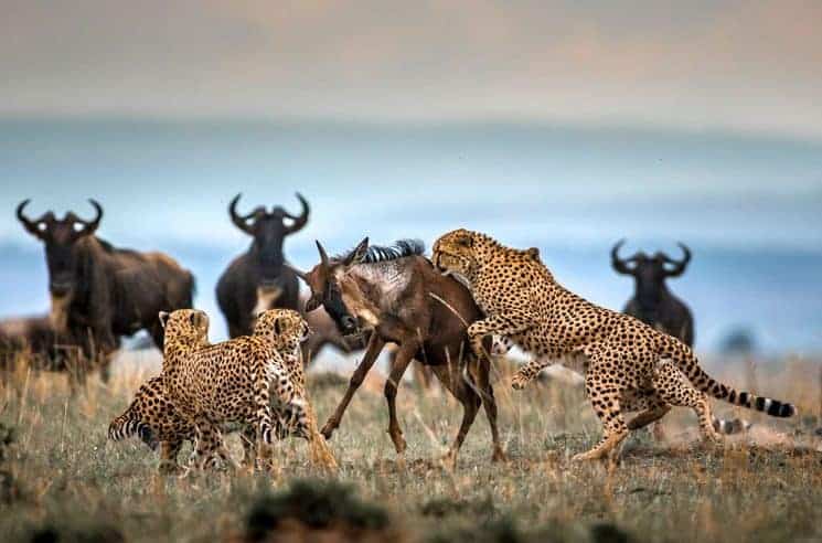 leopard taking down the Wildeebest during the wildeebest migration