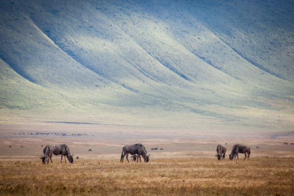 Ngorongoro Crater camping safari