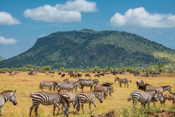 Herd of Zebra during the Wildebeest migration in Serengeti National Park