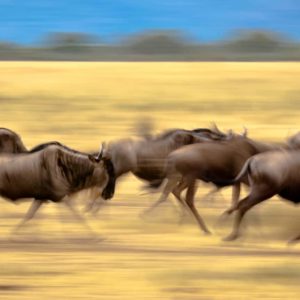 3 days wildeebest migration Serengeti