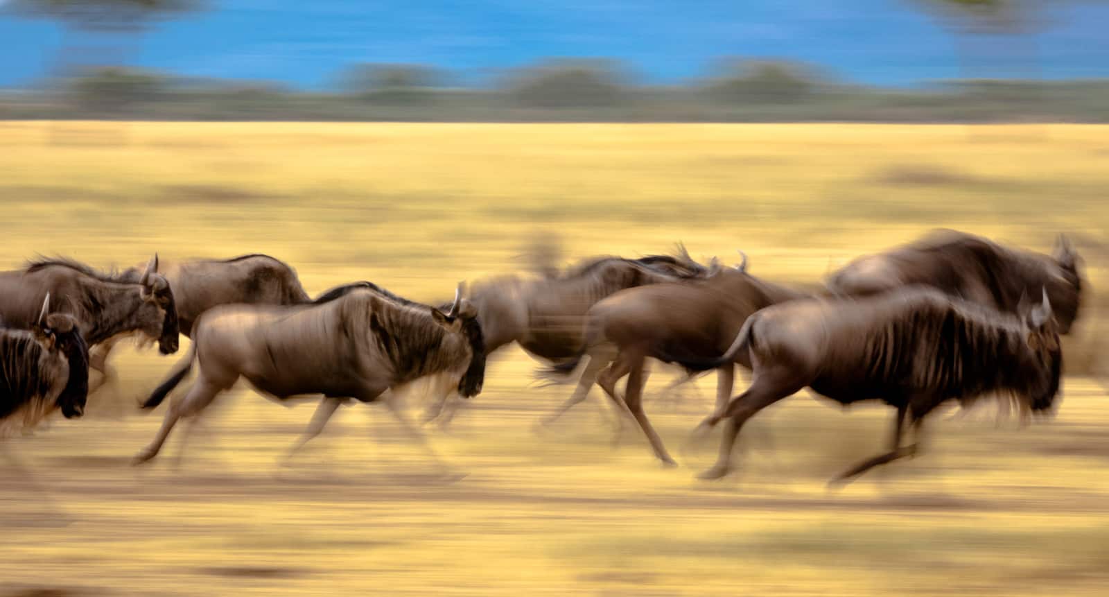 3 days wildeebest migration Serengeti