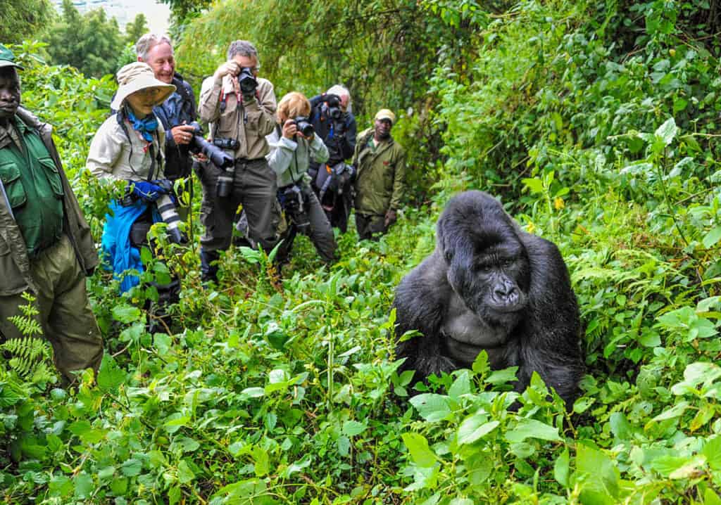 3 day gorilla trekking photo in Uganda