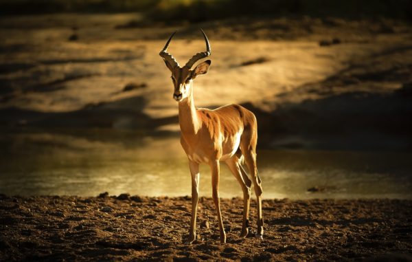 Impala at 5 Days Tanzania Photographic Camping Safari