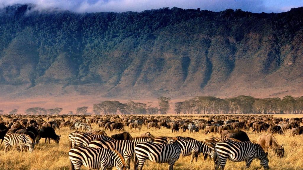 Serengeti national park zebras