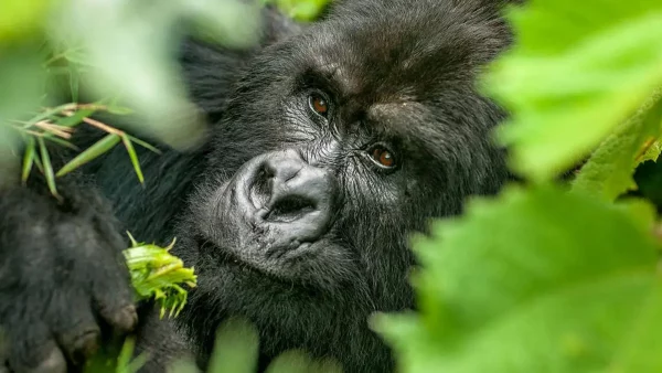 Mountain gorilla trekking Uganda