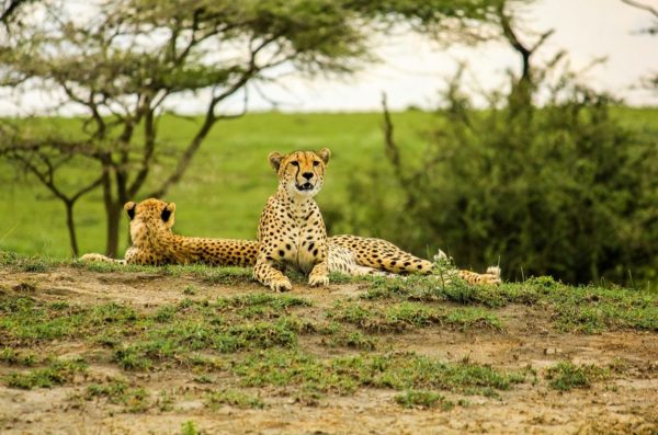 safari through the national parks lake Manyara Serengeti Ngorongoro