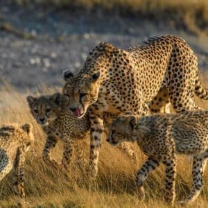 Leopards in Serengeti National Park