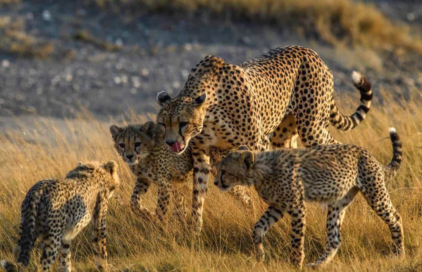 Leopards in Serengeti National Park