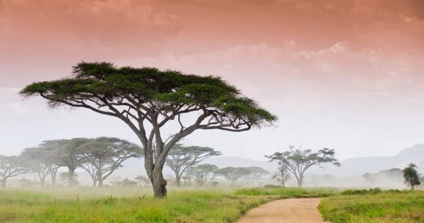 serengeti national park savannah landscape