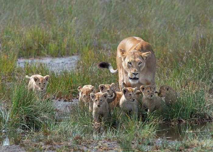best Tanzania safari tours
