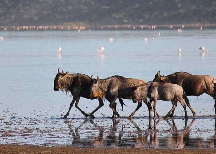 cross Africa safaris website; best Tanzania safari tours