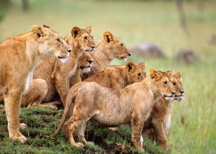 best Tanzania safari tours