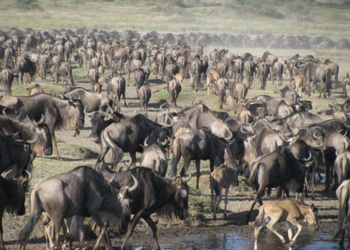 best Tanzania safari tours