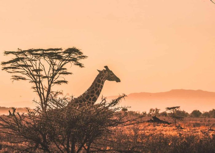 Giraffe in Serengeti