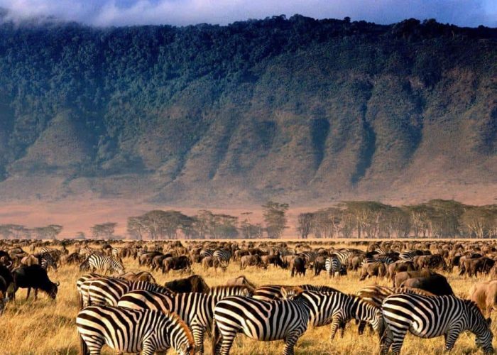 Serengeti national park zebras